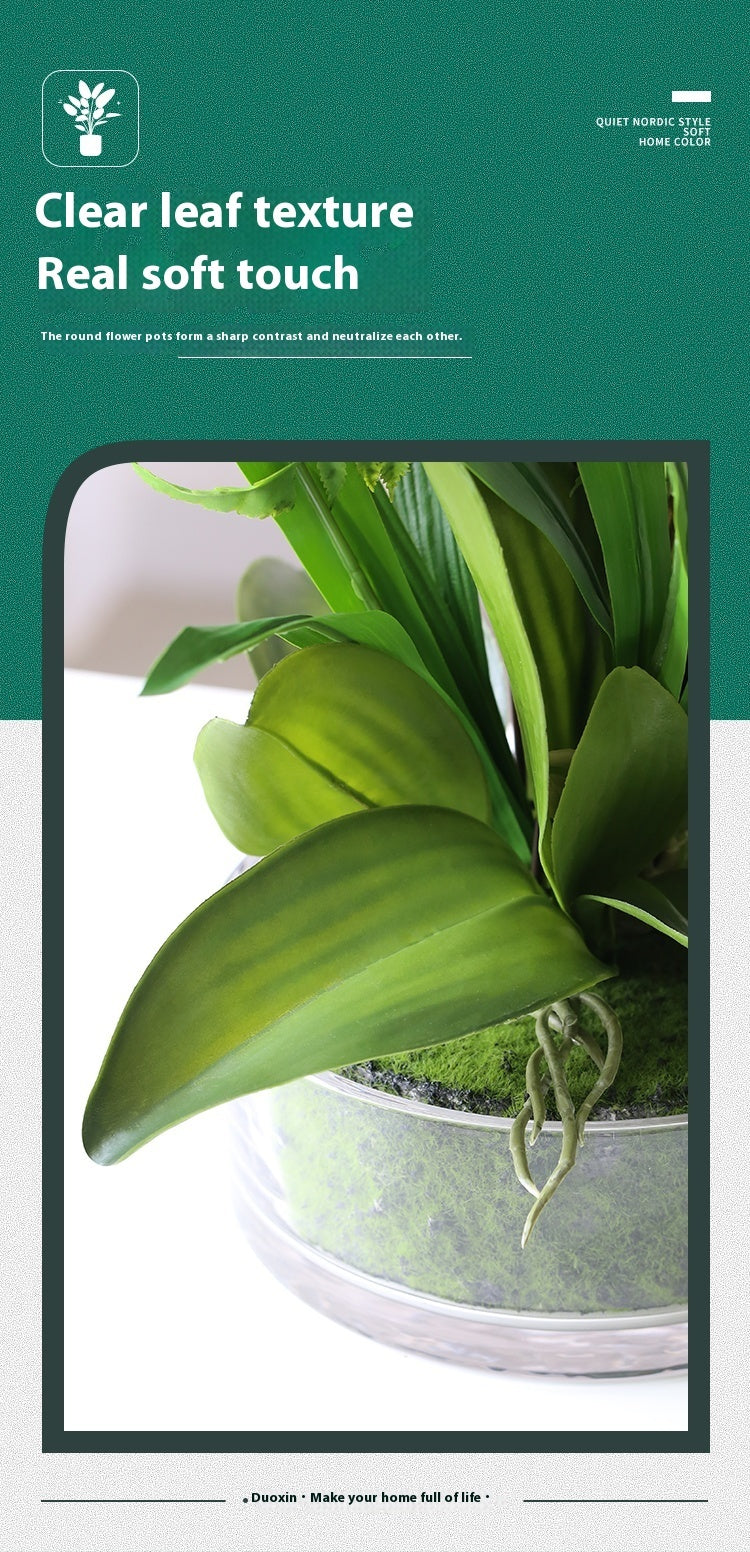 Artificial phalaenopsis orchid potted plant white flower close up detail
