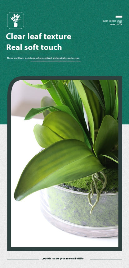 Artificial phalaenopsis orchid potted plant white flower close up detail