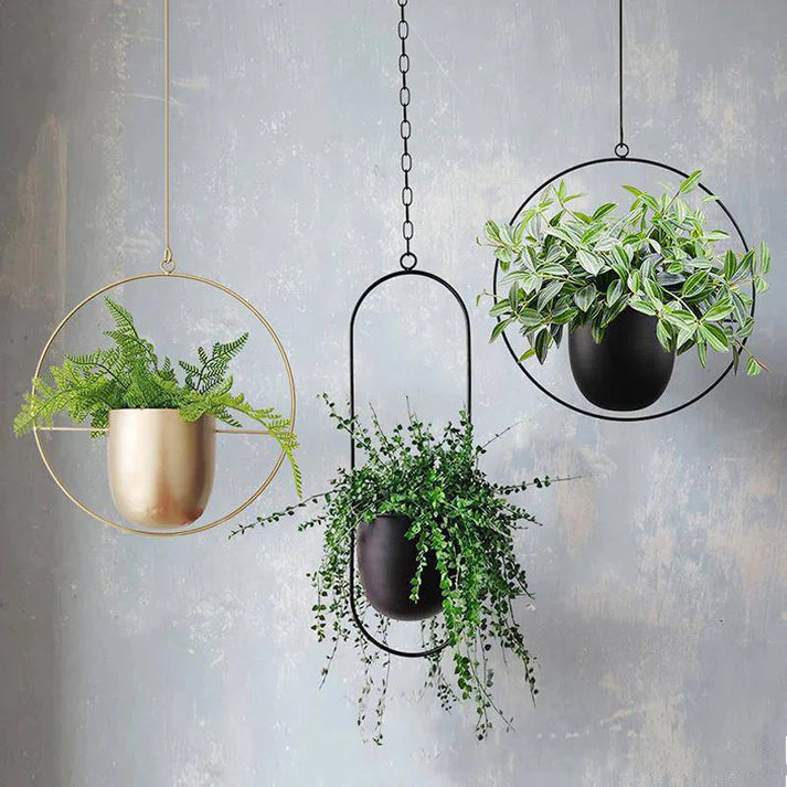 Hanging iron hydroponic plant pot with green plants styled